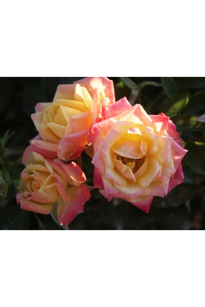 Роза биколор Литл Сансет ярко-красные бутоны с желтыми неравномерными штрихами